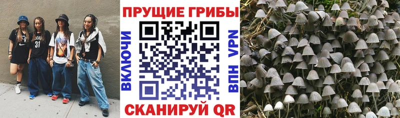 купить Вилючинск Галлюциногенные грибы Psilocybine cubensis